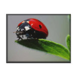 Little Ladybug Postcard