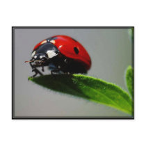 Little Ladybug Postcard