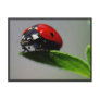 Little Ladybug Postcard Little Ladybug Postcard