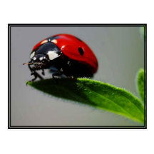 Little Ladybug Postcard