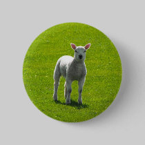 Little Lamb buttons