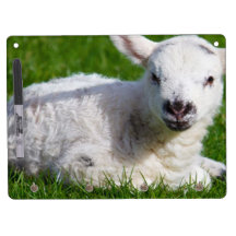 LITTLE LAMB Dry-Erase WHITEBOARDS