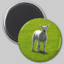 Little Lamb magnets