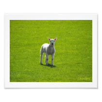 Little Lamb Photograph