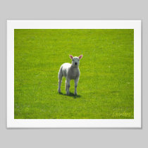 Little Lamb photography