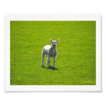 Little Lamb Photograph