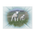 Little Lamb Postcard