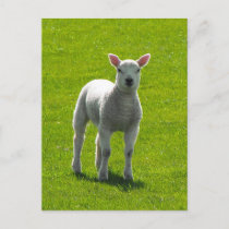 Little Lamb postcards