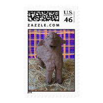 Little Lamb Stamp