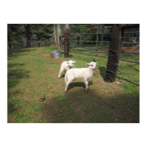 Little Lambs posters