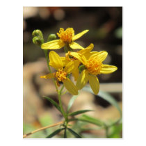 Little Lemon Head Wildflowers Postcard postcards