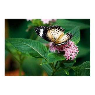 Little Leopard Wings Print print