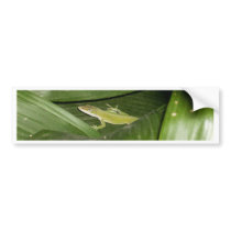 Little Lizard bumper stickers