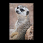 Little Meerkat canvas prints