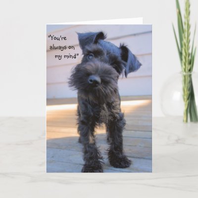 Little Miniature Schnauzer Puppy Greeting Card by karykid