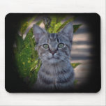 Little Miss Kitty mousepads