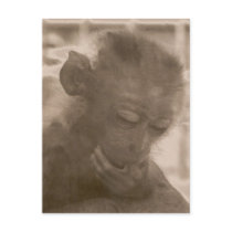 Little Monkey Postcard