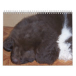 Little Newfie Girl Wall Calendars