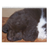 Little Newfie Girl Wall Calendars