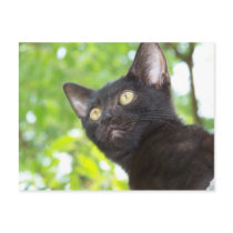 Little Nitt seeking postcards by traxtech Little Nitt seeking postcards