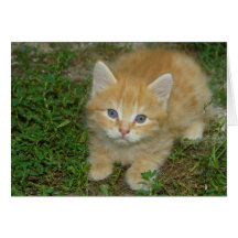 Little Orange Tabby Card