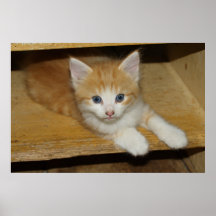 Little Orange Tabby Kitten Posters