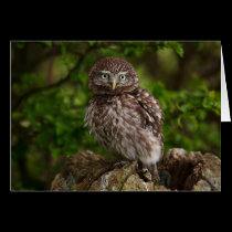 Little Owl cards