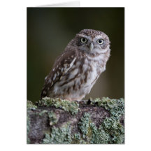 Little Owl Card