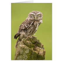 Little Owl Card