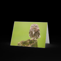 Little Owl Card by cARTerART cards