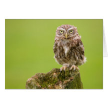 Little Owl Card by cARTerART