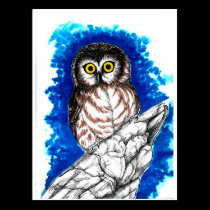 Little Owl postcards