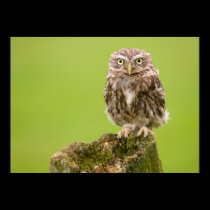 Little Owl Poster by cARTerART posters