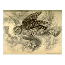 Little Owl:  Vintage Jardine's illustration card Postcard
