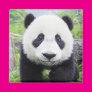 Little Panda Refrigerator Magnet