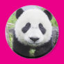 Little Panda Magnets