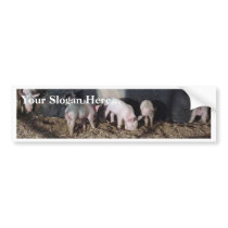 Little Piggies bumper stickers