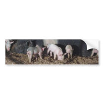 Little Piggies bumper stickers