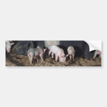 Little Piggies Bumper Sticker