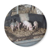 Little Piggies magnets