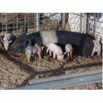 Little Piggies photo sculptures