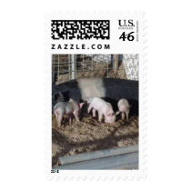 Little Piggies postage