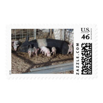 Little Piggies postage