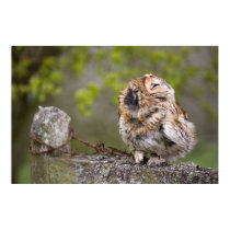 Little puff ball posters by cARTerART Little puff ball posters