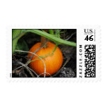 Little Pumpkin Postage