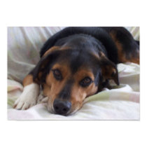 Little Puppy Boy posters