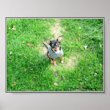 Little puppy posters