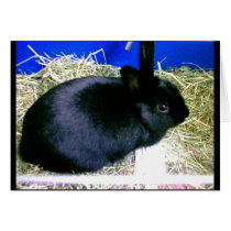 Little Rabbit 2 cards