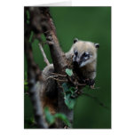 Little rascals coati - lemur cards