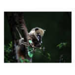 Little rascals coati - lemur postcards